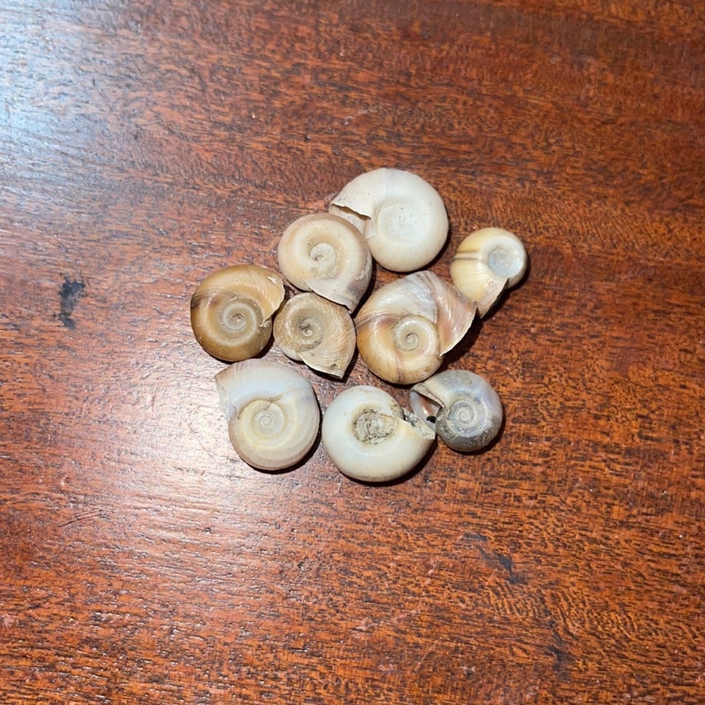 Seashells